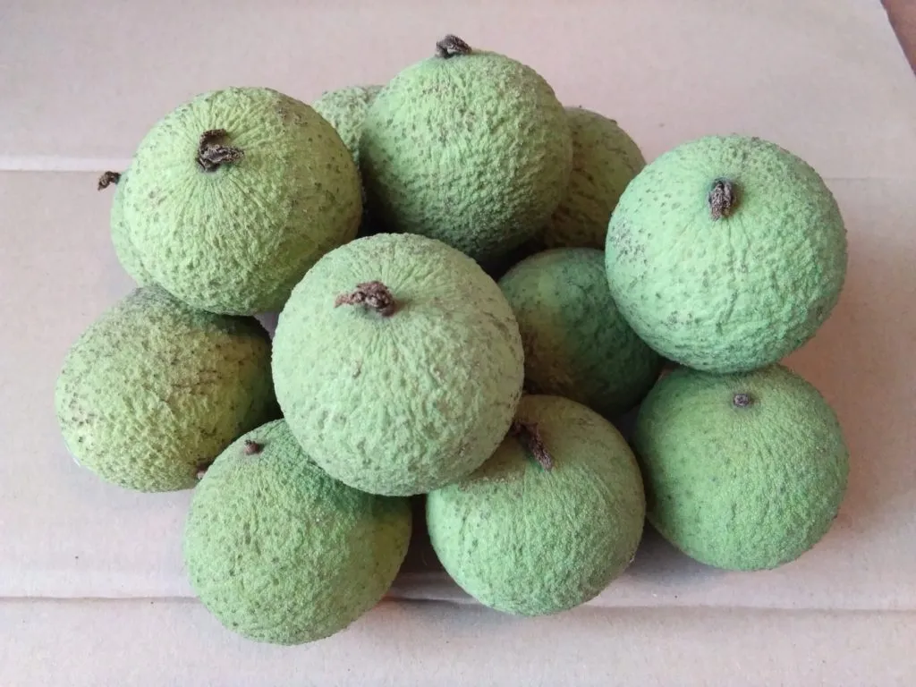 маклюра (Адамово яблоко) плоды, саженцы в Краснодаре 5